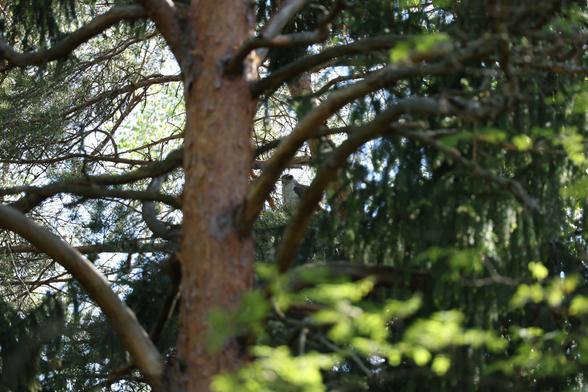 A distant photo of a female Eurasian goshawk at its nest in the woods.