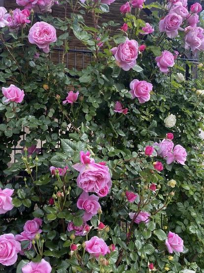 Rosa Rosen hochstämmig