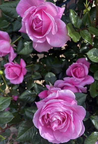 Rosa Rosen blühen