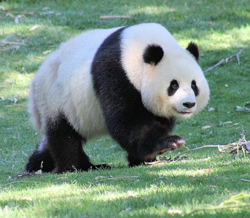 Giant panda Qing Bao is cubbie trotting through her yard.