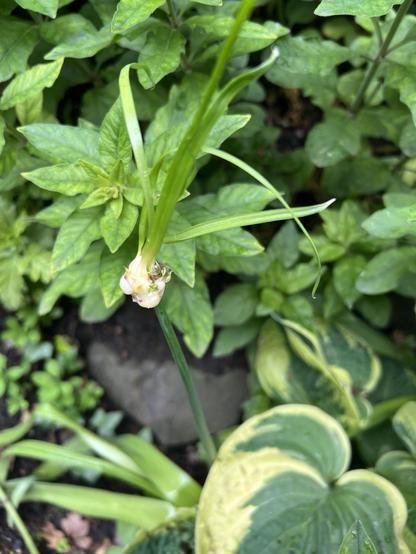 Allium-Pflanze bildet am Stengel statt einer Blüte eine neue Knolle mit Blättern aus. Drumherum viel Grün.