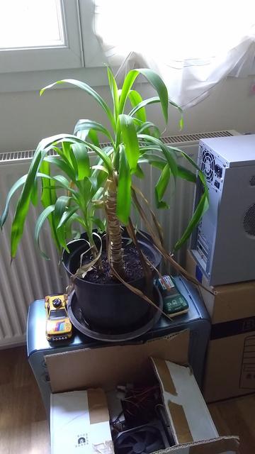 Sous la lumière de ma fenêtre, un yucca de 60 cm de haut, en assez bonne santé, dont le pot est posé sur un boîtier d'ordinateur, à côté d'autres boîtiers d'ordinateurs. Devant, un carton rempli de blocs d'alimentation ATX.