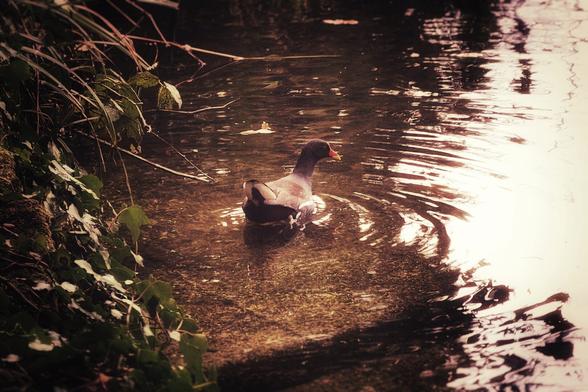 A moorhen with a distinctive red and yellow bill swims in a dimly lit pond. The water reflects a bright orange sun, creating a warm glow on the right side of the image. Lush green foliage drapes over the left bank of the pond, and the overall scene evokes a sense of tranquil nature.