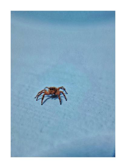 Up close and personal with one of nature’s tiniest predators — the jumping spider. Shot with precision and patience. Macro magic in motion.