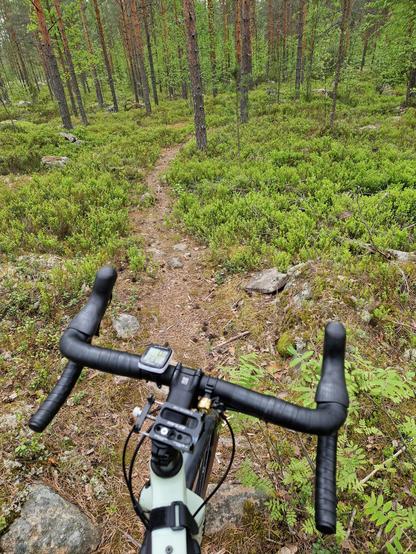 Käppyräsarvinen gravelpyörä ja metsäinen pikkupolku.