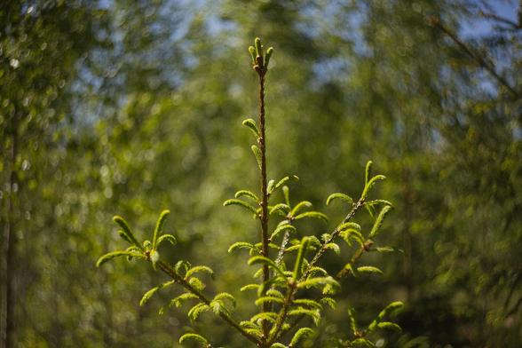 Närbild av ung grantopp med skog i bakgrund som är rejält suddig och med swirl