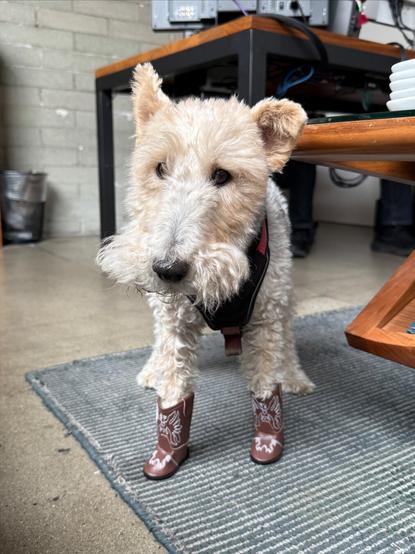 A dog wears a tiny pair of cowboy boots on their front paws.