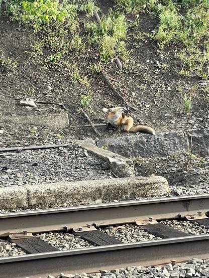 This image captures a sly fox taking a break by the railroad tracks, blending nature with the urban landscape. Sitting on a rocky embankment and mid-scratch.