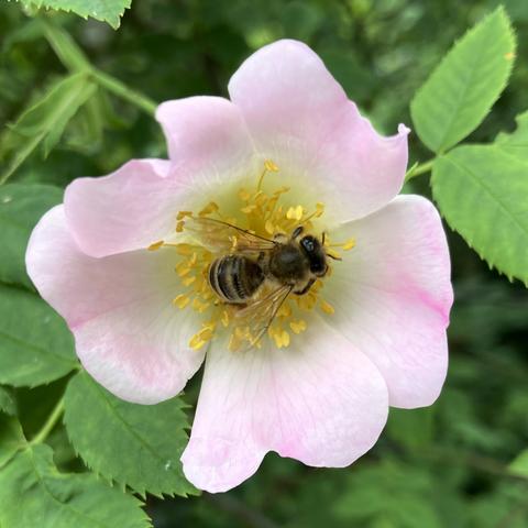Eine Biene macht es sich in einer rosa Heckenrosenblüte bequem.