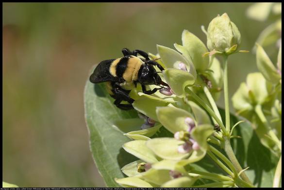 A Bombus fraternus (Southern Plains bumblebee), an endangered species, was pollinating Asclepias viridis (also called Green Milkweed or Spider Milkweed) flowers in Norman, Oklahoma, United States on May 4, 2025.