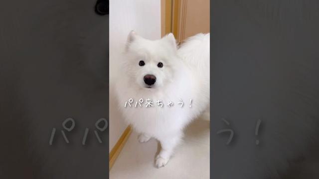 パパの帰宅を知った大型犬とママが一緒にピーピー鳴いてる様子が面白すぎた【後編】 #サモエド #samoyed #癒し