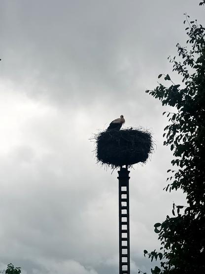 Stork nest photographed at crummy phonecam zoom past a big bush into a grim sky. There's an adult stork with its head pulled back so you see the spiky neckfeathers and a small head just above the rim of the nest, which is one of the little ones.