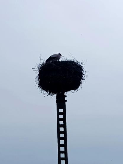 Same stork nest a few days earlier. The kids aren't visible, but the adult stork is standing there with its beak open, telling a bedtime story to the kids. No actually it was repairing the nest which took some damage from the intense rain or perhaps a bodged landing.