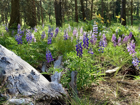 Purple lupine rise out of dense grass beside deadwood that’s partially buried. In the background is a pine forest.