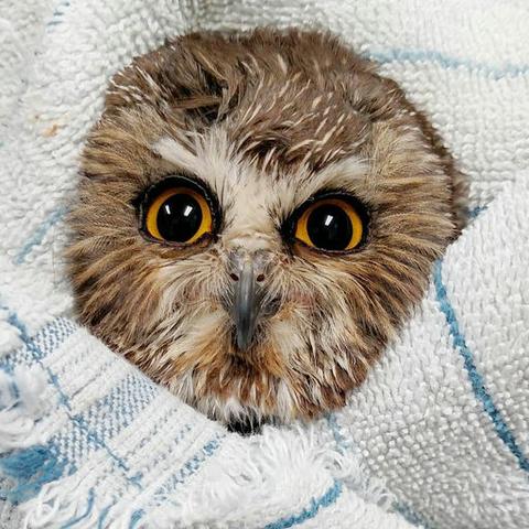 Olaf the owl's facial disc is exactly that: a disc of feathers in a near perfect circle, bursting from a fluffy white towel with a sparse blue stripe pattern. No other background details are visible—this is pure owl and towel.

He has golden eyes and looks square at the camera, one eye ever so slightly more open the other. He makes a handsome model.