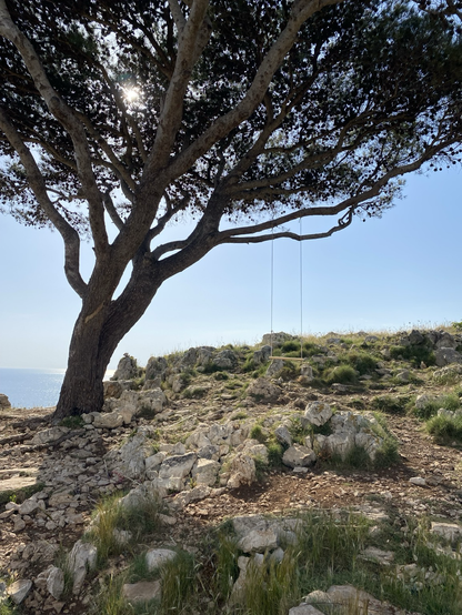 Schaukel am knorrigen Baum, im Hintergrund Hügellandschaft, links ein Streifen vom tyrrhenischen Meer
