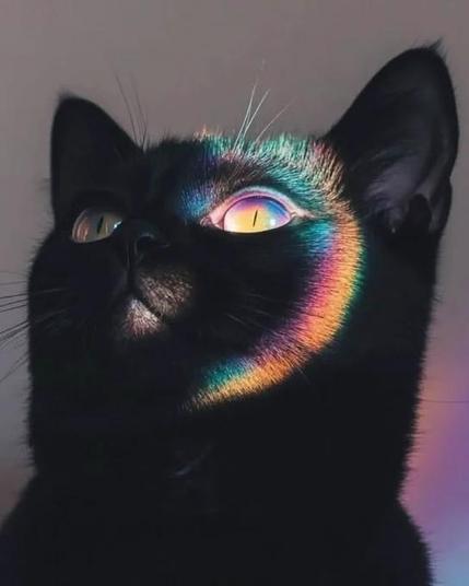 A close up photo of a black cat but with a rainbow of colours refracted onto one side of it's face