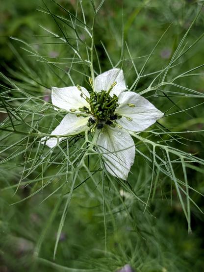 Detailaufnahme einer weißen Blüte der Jungfer im Grünen (Nigella damascena) mit filigranem Laub, von Regentropfen benetzt.

Close-up of a white Nigella damascena flower (Love-in-a-Mist) with delicate foliage, speckled with raindrops.

Foto by Johann Seidl, Gartenpoet.