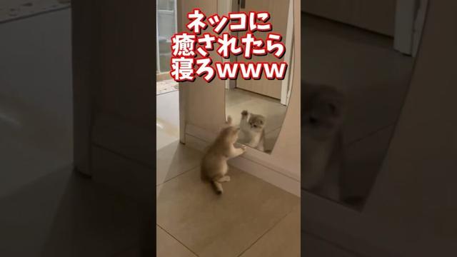 ネッコの動画で癒されたら寝ろｗｗｗ　#2ch  #動物  #猫 #癒やし #ねこ動画