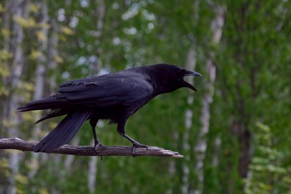 A large black bird on a stick looking angrily toward an invisible enemy, beak wide open as he caws at them.
In the background blurry trees.