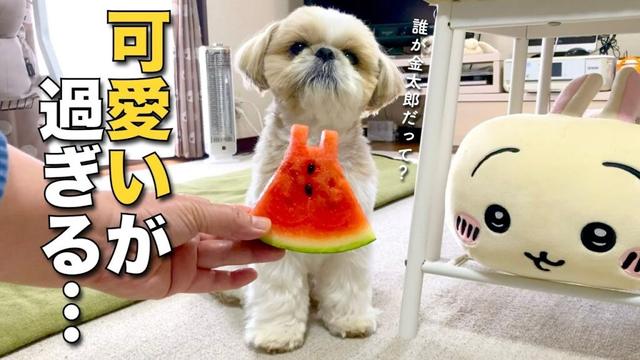 【シーズー】シーズー犬がスイカ三昧したら、可愛いが過ぎました www【388】