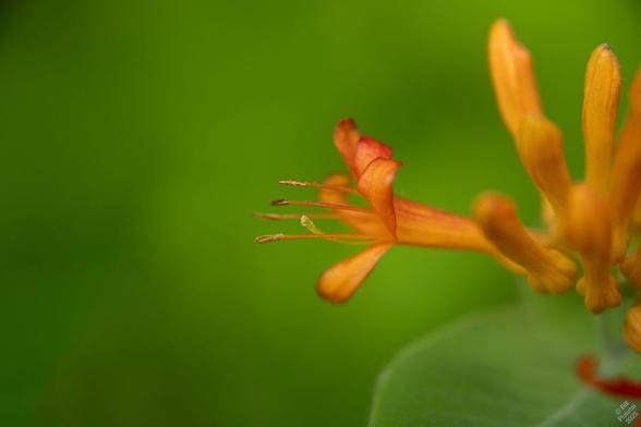 Lonicera ciliosa, orange honeysuckle. Gloriously orange and cinnabar tubular flowers with prominent pistil and stamens, against a contrasting bright green background. Closeup on one single open flower.
