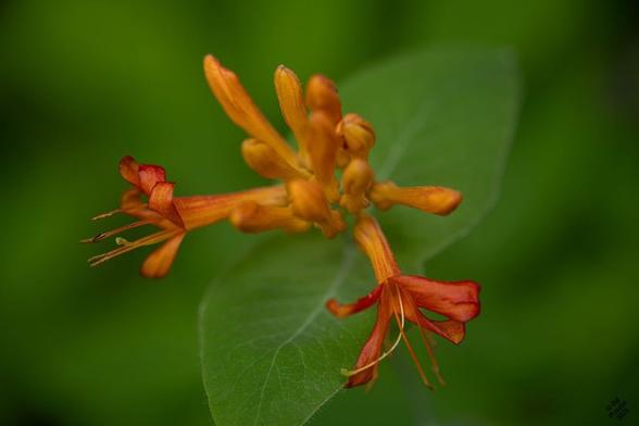 Lonicera ciliosa, orange honeysuckle. A full inflorescence with two open flowers, a cluster of buds, and a couple of leaves.