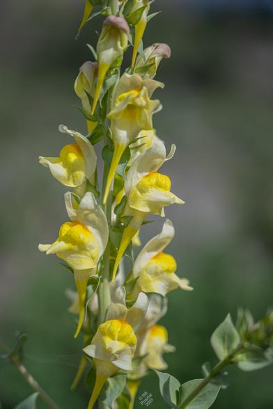 Linaria dalmatica, dalmatian snapdragon. A spike of several buds and flowers, from the side. I was disappointed to learn that this is an invasive species in the area, it's eminently well suited to colonising for instance scree and recent landslides, doing well in rock rubble and xeric conditions.