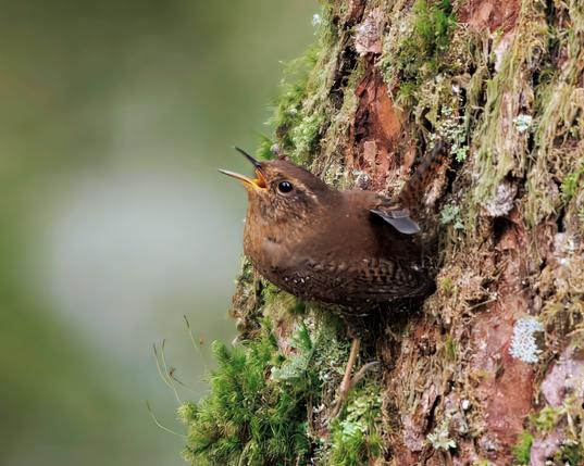 pacific wren on a tree