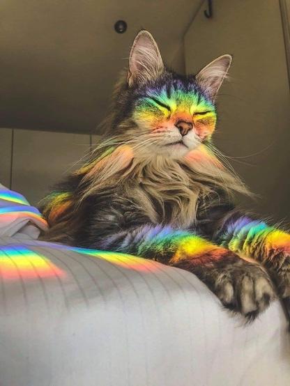 Photo of a fluffy cat restng on a bed with a rainbow beam across its face and paws.