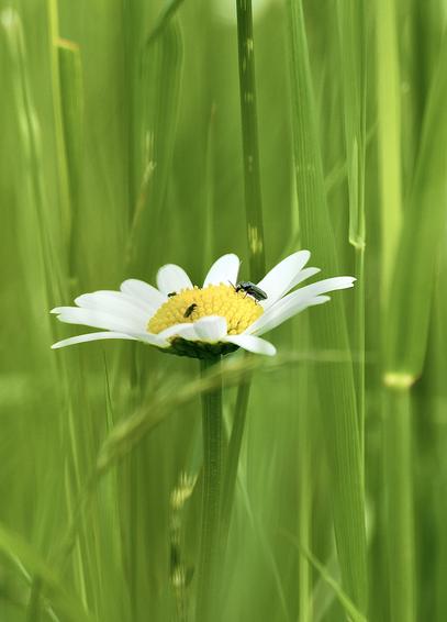 A close-up of a marguerite flower with white petals and a yellow center, surrounded by tall green grass. Two or three small insects are visible on the flower.