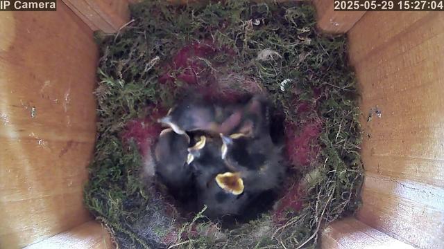 Five featherless nestlings with visible yellow beaks huddle closely together in a small, moss-lined nest inside a wooden bird box. The chicks are growing, with some starting to show darker feather patches.