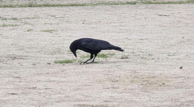 Ms Crow eating a peanut in the park.