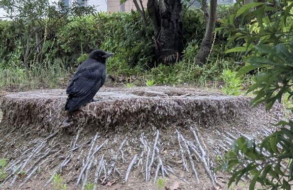 A crow fledgling hanging out on a tree stump (it seems to particularly like this tree stump for some reason)