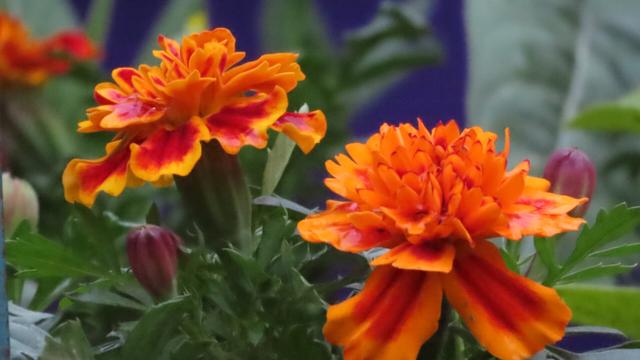 A close up of two open marigold flowers with petals of bright orange on the outside and a deep blood red in the middles.