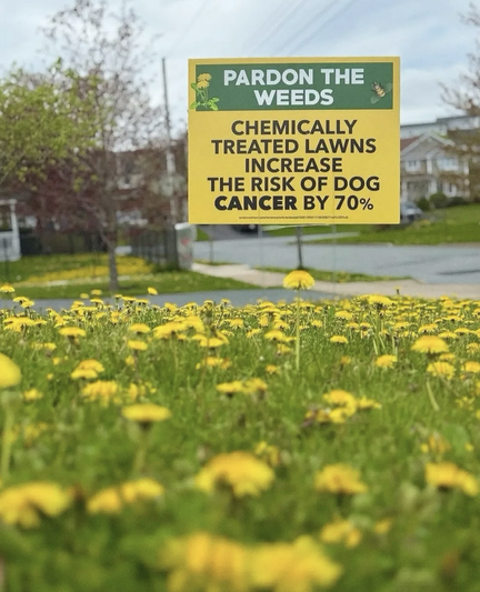 Chemically treated lawns increase the risk of dog cancer by 70% - yellow sign on a patch of blossoming dandelions