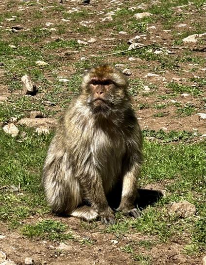 Barber monkey begging for peanuts, sitting on side of roadway.
