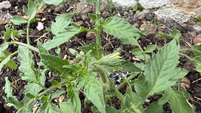 Gros plan d'un jeune plant de tomate avec des feuilles et des bourgeons verts, posé sur un sol sombre et un fond de pierre. 

A close-up of a young tomato plant with green leaves and buds, set against dark soil and a stone background.