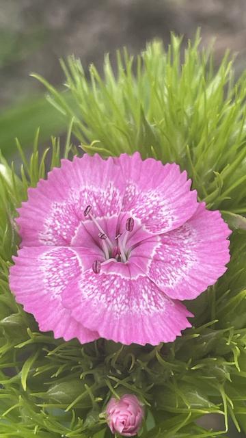 Foto - Nahaufnahme der Blüte einer rosaroten Bart-Nelke im Garten ...