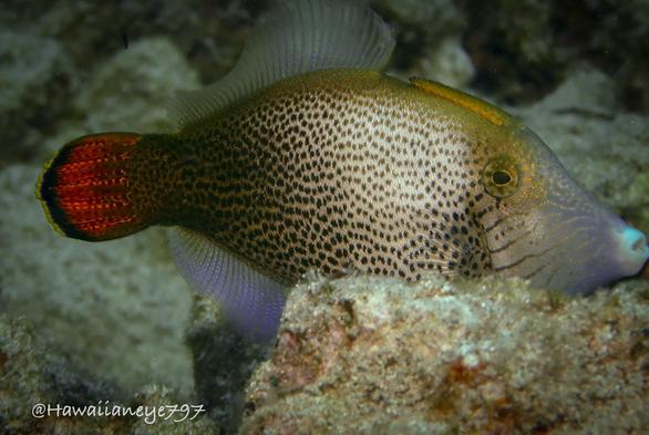 A white fish covered with fine black dots, a back end shading gray to black and a bright orange tail.