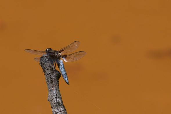 Grosse libellule bleu pâle au repos à l'extrémité d'une branche, sur fond couleur rouille de l'eau du bassin de Barbotan