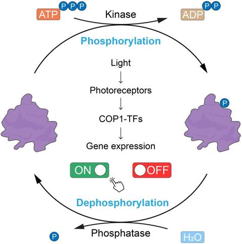 Cyclic flow diagram illustrating phosphorylation-dependent regulatory events within the Arabidopsis light signaling cascade, including regulatory mechanisms, downstream functional consequences, and crosstalk with other signaling pathways.