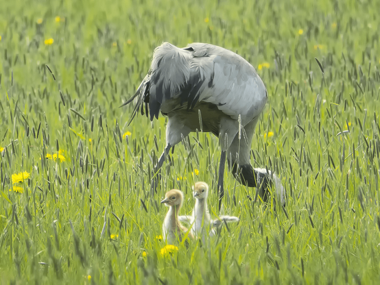 Kurkien hellää hoivaa. Tender loving care of the cranes.