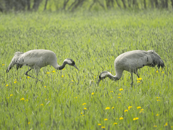 Kurkien hellää hoivaa. Tender loving care of the cranes.