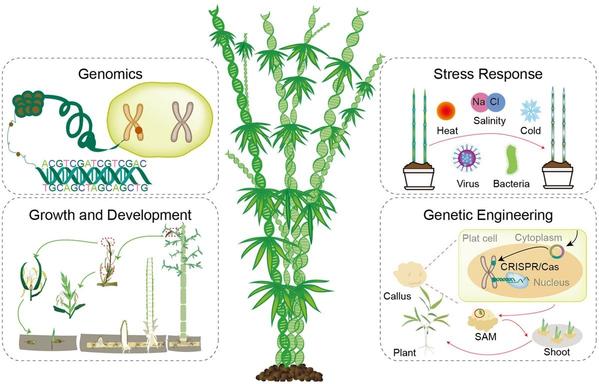 Graphic representation of a bamboo plant with DNA strands as the main stems. Surrounding the plant are four boxes, each containing icons representing the four primary foci of the review paper: bamboo genomics, stress response, growth and development, and genetic engineering.