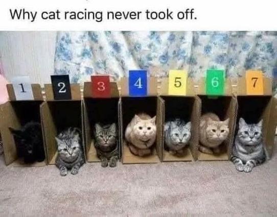 Seven cats sitting in narrow boxes lined up next to each other. Boxes numbered 1-7 like race starting gates. 

“Why cat racing never took off.”