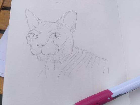 pencil drawing of a head of a sphynx cat. they barely have any hair and some have a lot of wrinkles.