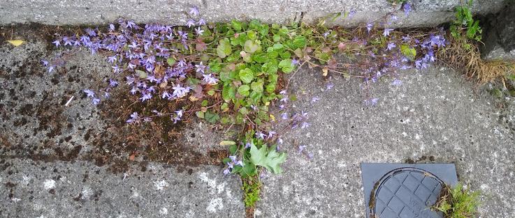 some concrete loving wildflowers making a home in a crack in the pavement with many tiny purple flowers.