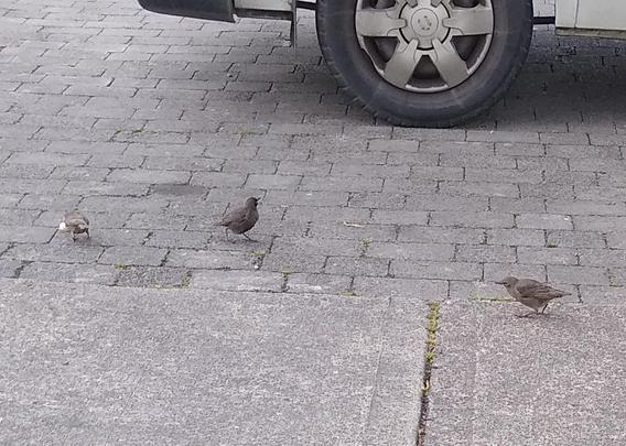 3 starlings waiting for crumbs from someone having lunch.
