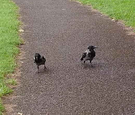 2 crows on footpath in greenspace approach dropped food.